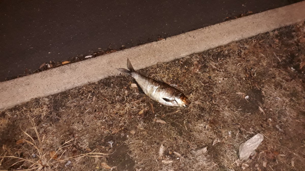 there's a fish on the sidewalk