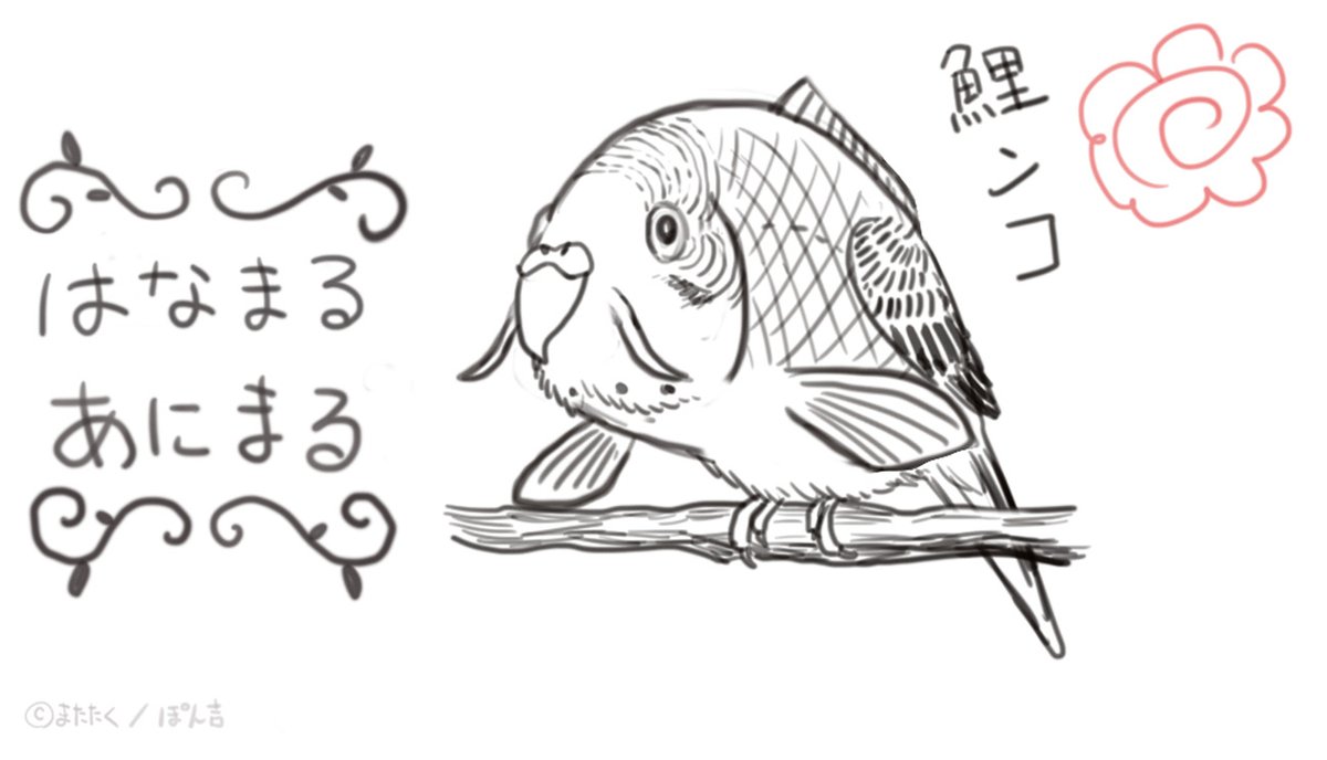 鯉ンコ 