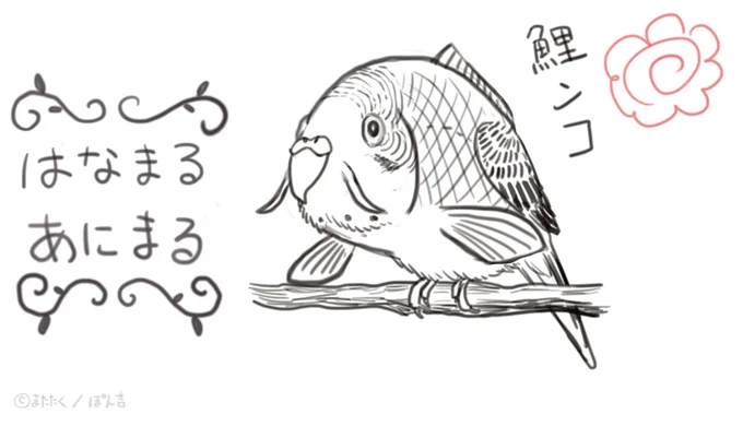 鯉ンコ 