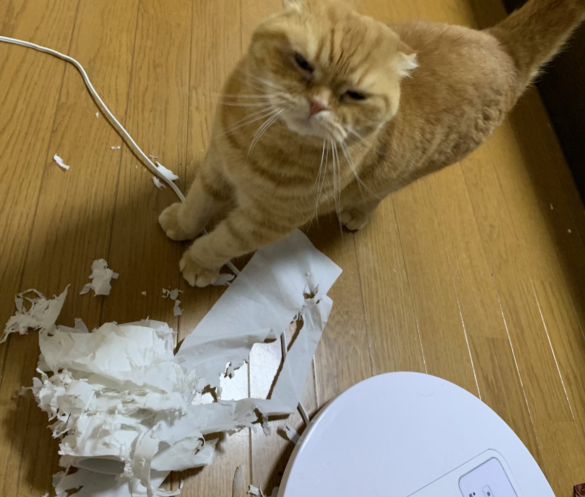 _transam's tweet image. 現行犯逮捕デス
#スコティッシュフォールド #猫好きさんと繋がりたい #猫のいる暮らし