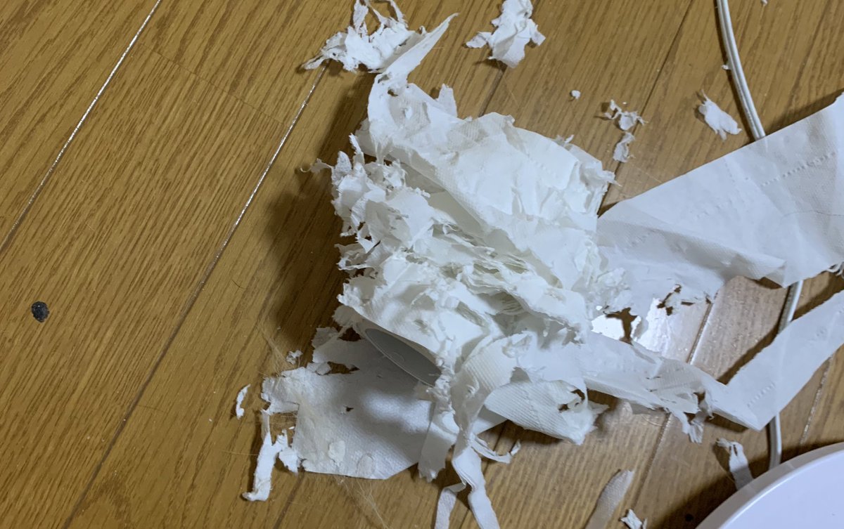 _transam's tweet image. 現行犯逮捕デス
#スコティッシュフォールド #猫好きさんと繋がりたい #猫のいる暮らし
