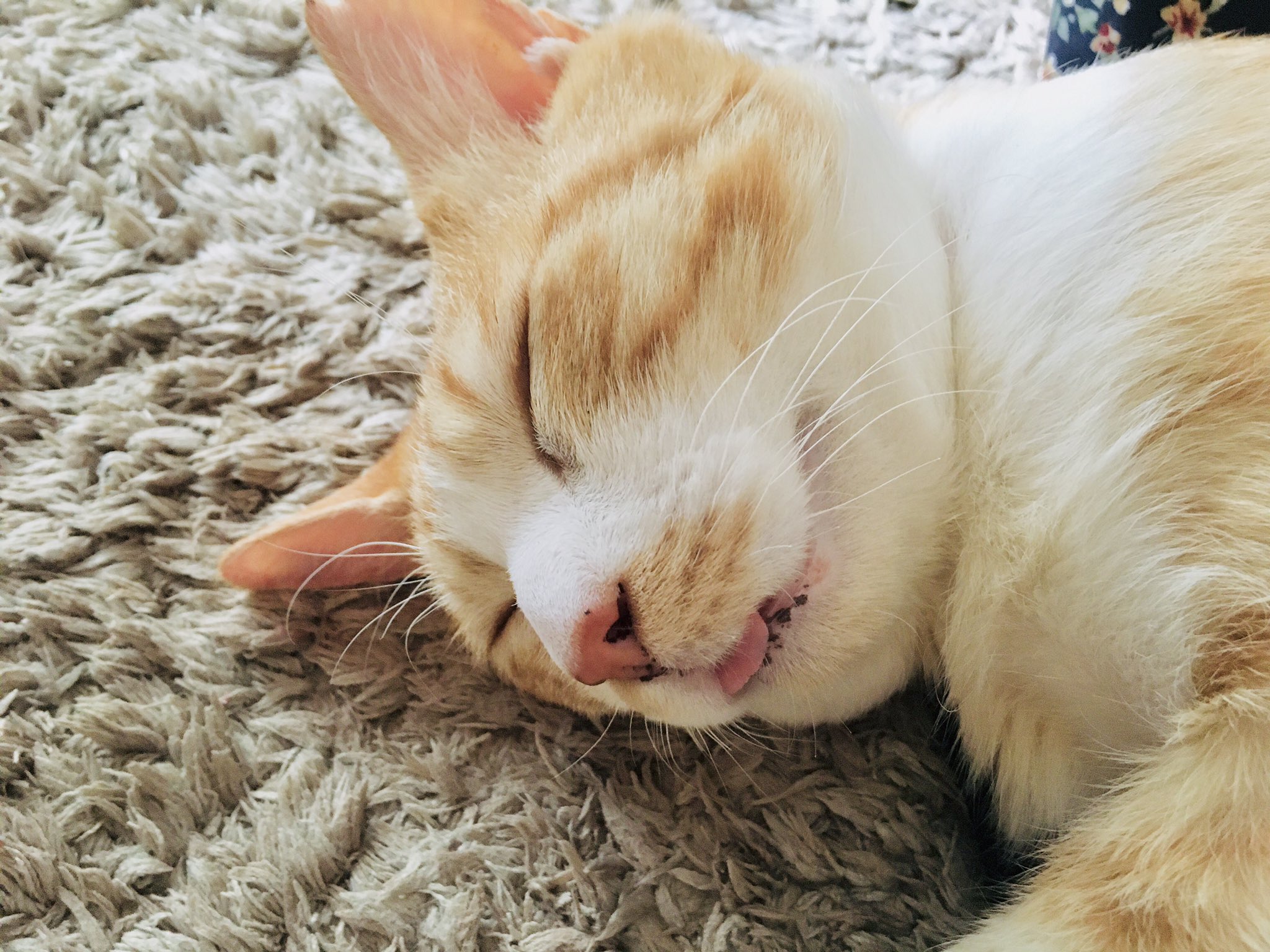 Nyannayu 口元の黒い斑点が気になって調べたら 茶トラ猫は遺伝的に色素沈着しやすいらしい 口元 鼻 肉球にも現れるとか 知らなかった 茶トラ 色素沈着 黒い斑点 しみ 口元 鼻 肉球 T Co R8dm6plxos Twitter