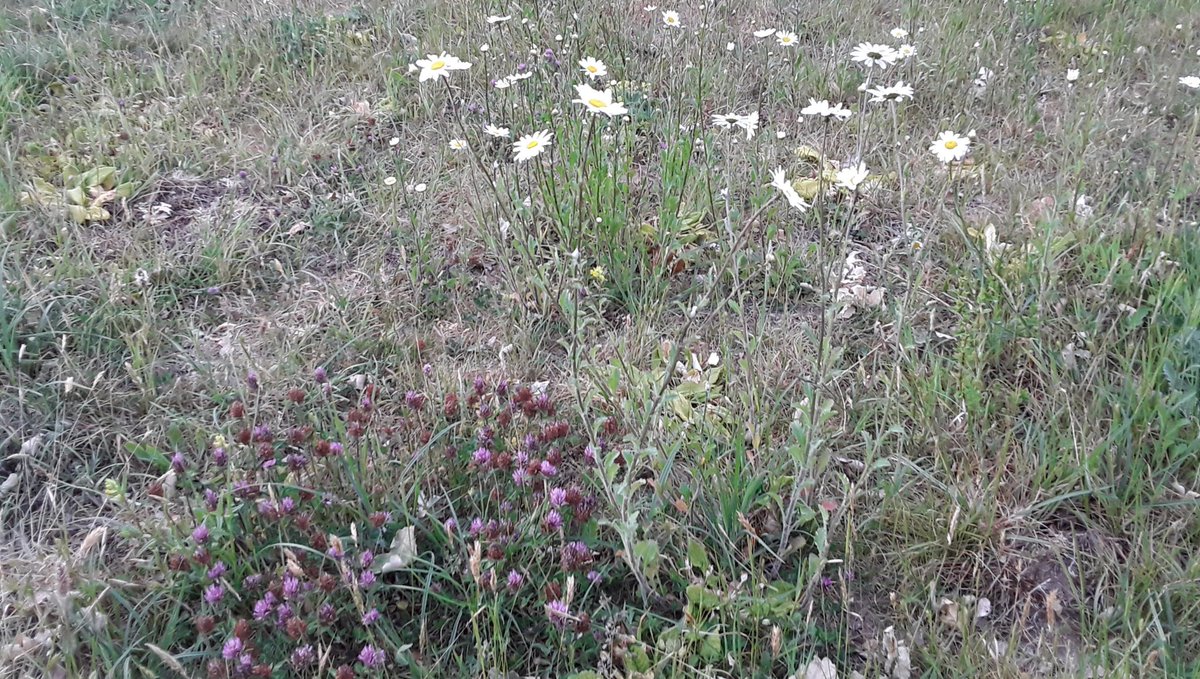 ANLecturer's tweet photo. Morning Twitterati.
Pic of my #WildFlowerPatch. Only took 5 years cultivation and 15 packets of specialist seed 🙄.
This weekend I count flowers in 1 m2 for @Love_plants #EveryFlowerCounts and I might not have to cheat and pretend all the ones I've got are in the same square 😊. https://t.co/OxLf7eigd0