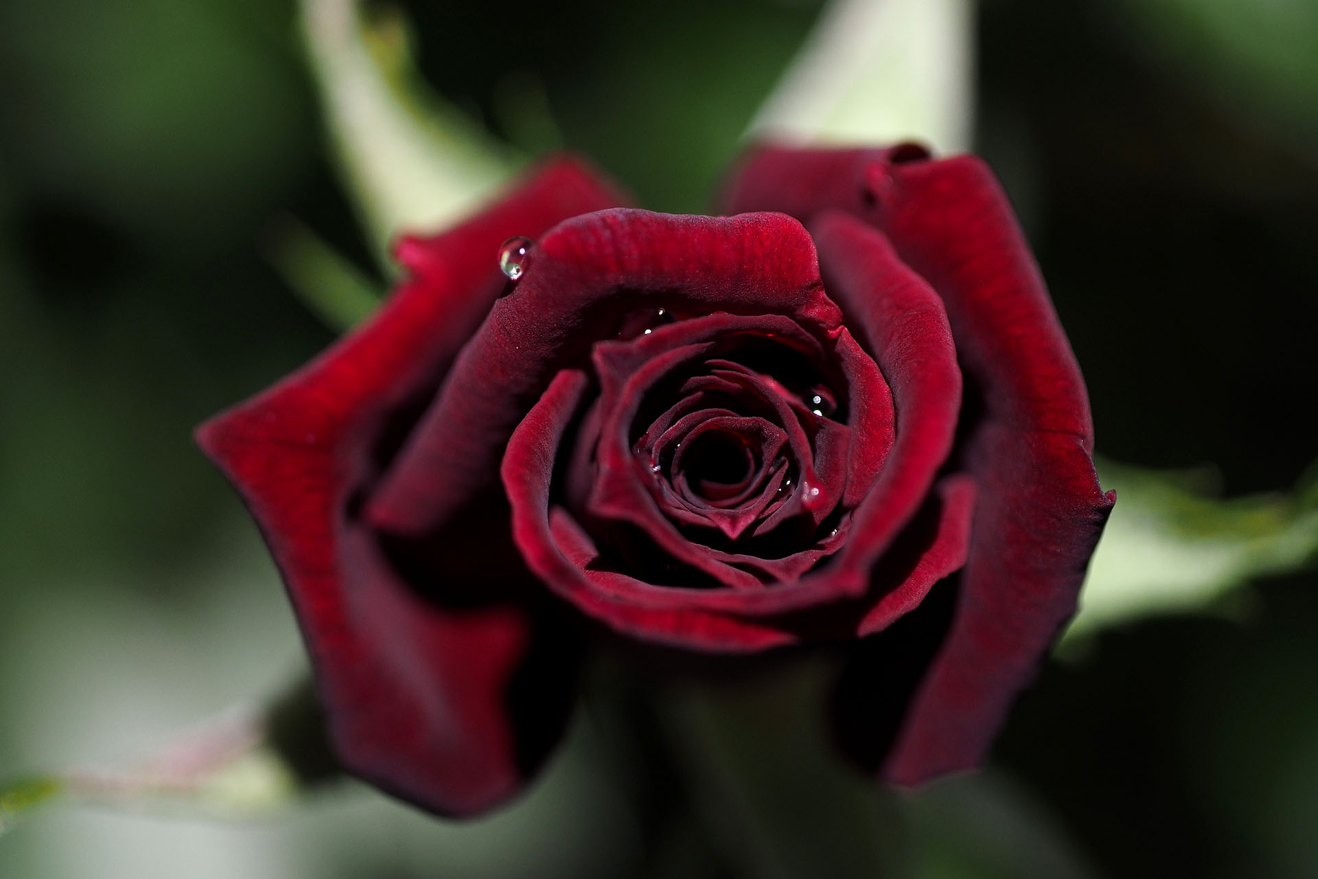 Kin I No Twitter 庭のバラ 黒バラ ビロード光沢をもつ濃い紅い花はひかりの加減 花弁の重なりの多いところでかなり黒く見えます 白い花ではもとになった品種の色を蕾や咲き始めに見ることがあります T Co Khxuuhfsct Twitter