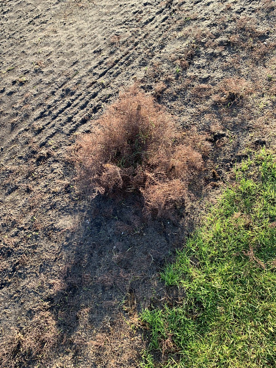nvdhdn's tweet photo. @020West het grote grasveld #westerpark raakt bezaaid met plastic gaas vw ophogen vijverrand, en dat voor #Pinksterweekend🤔?? https://t.co/TkDl6l7cil