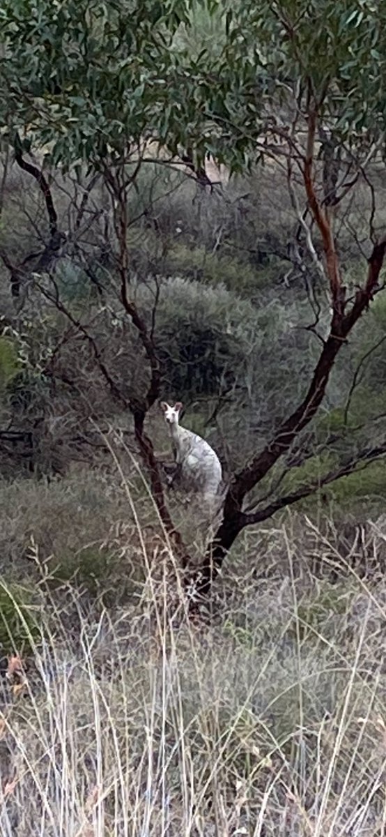 The east Jurien ghost lives on!!