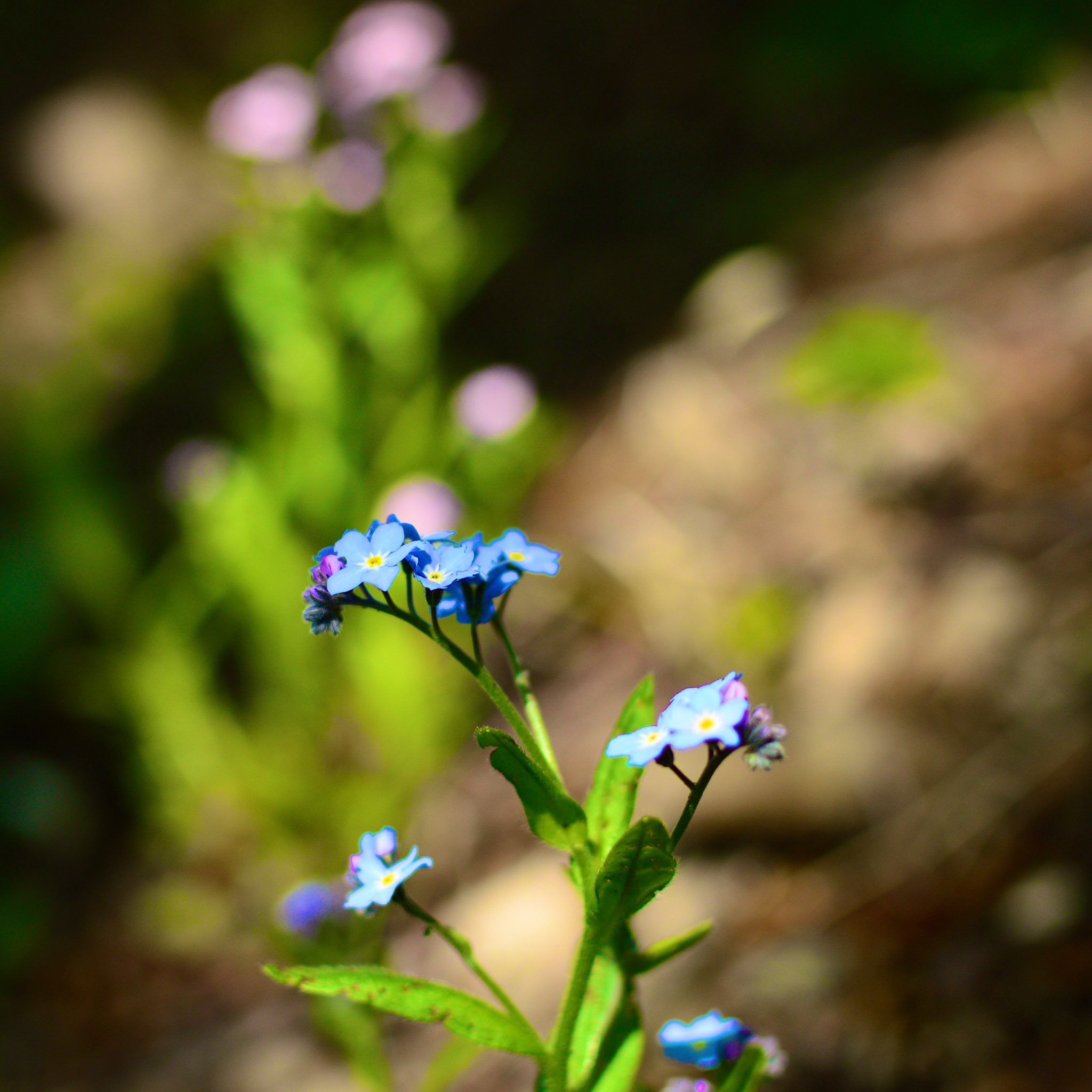 Uzivatel 田中聡志 写真で伝える網走ライフ Na Twitteru Forget Me Not 君が教えてくれた 花の名前は 街にうもれそうな小さなわすれな草 木陰にひっそりと咲くそれは まさに上の歌詞の通りでした 知ってる方は昭和ですね 写真好きな人とつながりたい キリトリ Uzivatel 田中聡志 写真で伝える網走ライフ Na Twitteru Forget Me Not 君が教えてくれた 花の名前は 街にうもれそうな小さなわすれな草 木陰にひっそりと咲くそれは まさに上の歌詞の通りでした 知ってる方は昭和ですね 写真好きな人とつながりたい キリトリ