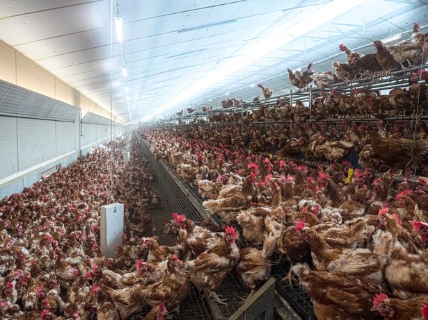 DailyMirror's tweet photo. Killer virus from chicken farms could wipe out half of mankind, scientist warns https://t.co/JrRo1nw8ij https://t.co/EH2wt9GWWp