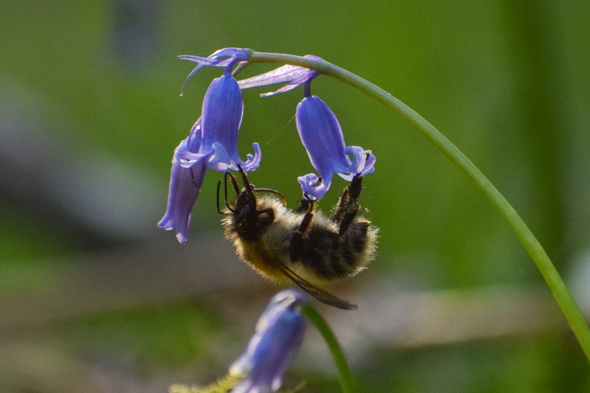 Common Carder Bee tackling a Bluebell🥰🐝

#Bees #CommonCarder #Nature #Photography #NaturePhotography #WildlifePhotography #TwitterNatureCommunity 
@BBCSPringwatch @Natures_Voice