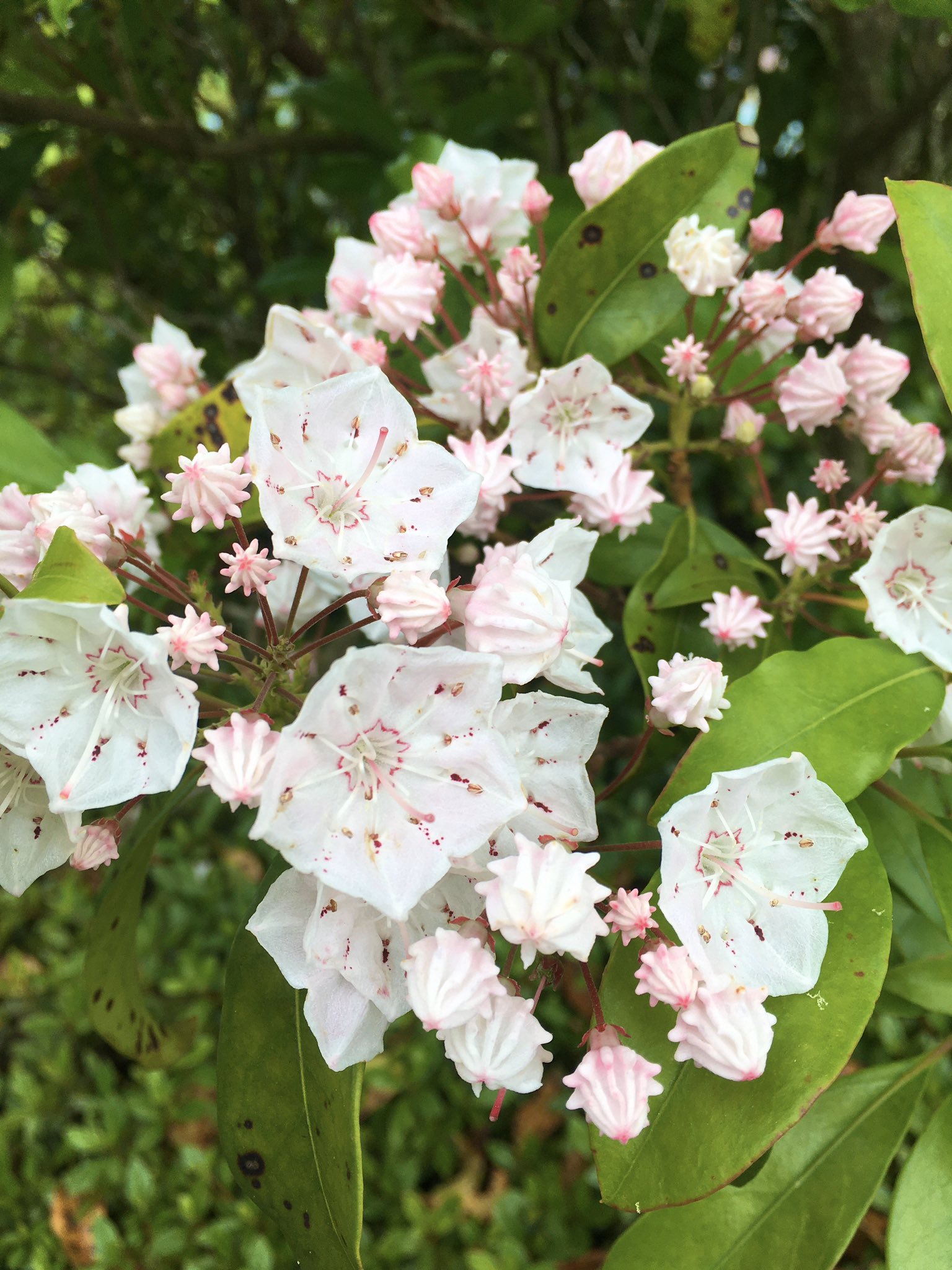 تويتر 城島高原パーク 公式 على تويتر 園内を歩いていたら 見慣れないお花に遭遇 調べてみると カルミア アメリカシャクナゲ というお花でした 花びらがくっついていて1枚に見えます 蕾もホイップクリームみたいでかわいい 花言葉の中に 大きな希望