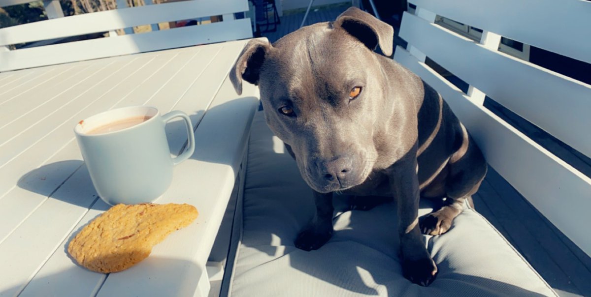 jilly_model's tweet image. Sharing a cookie 🍪 and Milo with my girl 💓