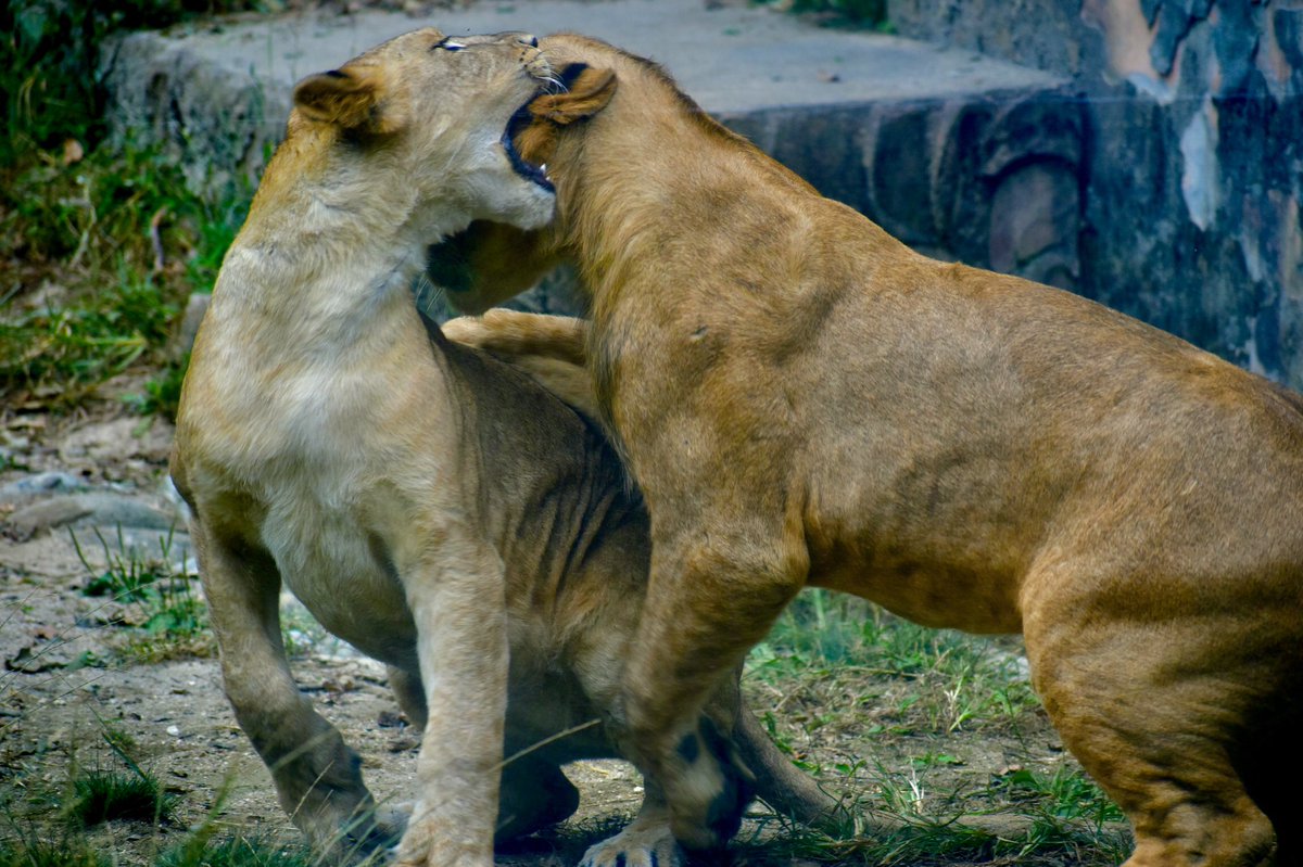 頼朝 中国地方撮影中 星空軌跡 須佐ホルンフェルス 山口 安佐動物公園 広島市 とべ動物園 愛媛 一眼レフ ドライブ 写真撮ってる人と繋がりたい D5600 Photography ファインダー越の私の世界 T Co Gt0xz7ptwe