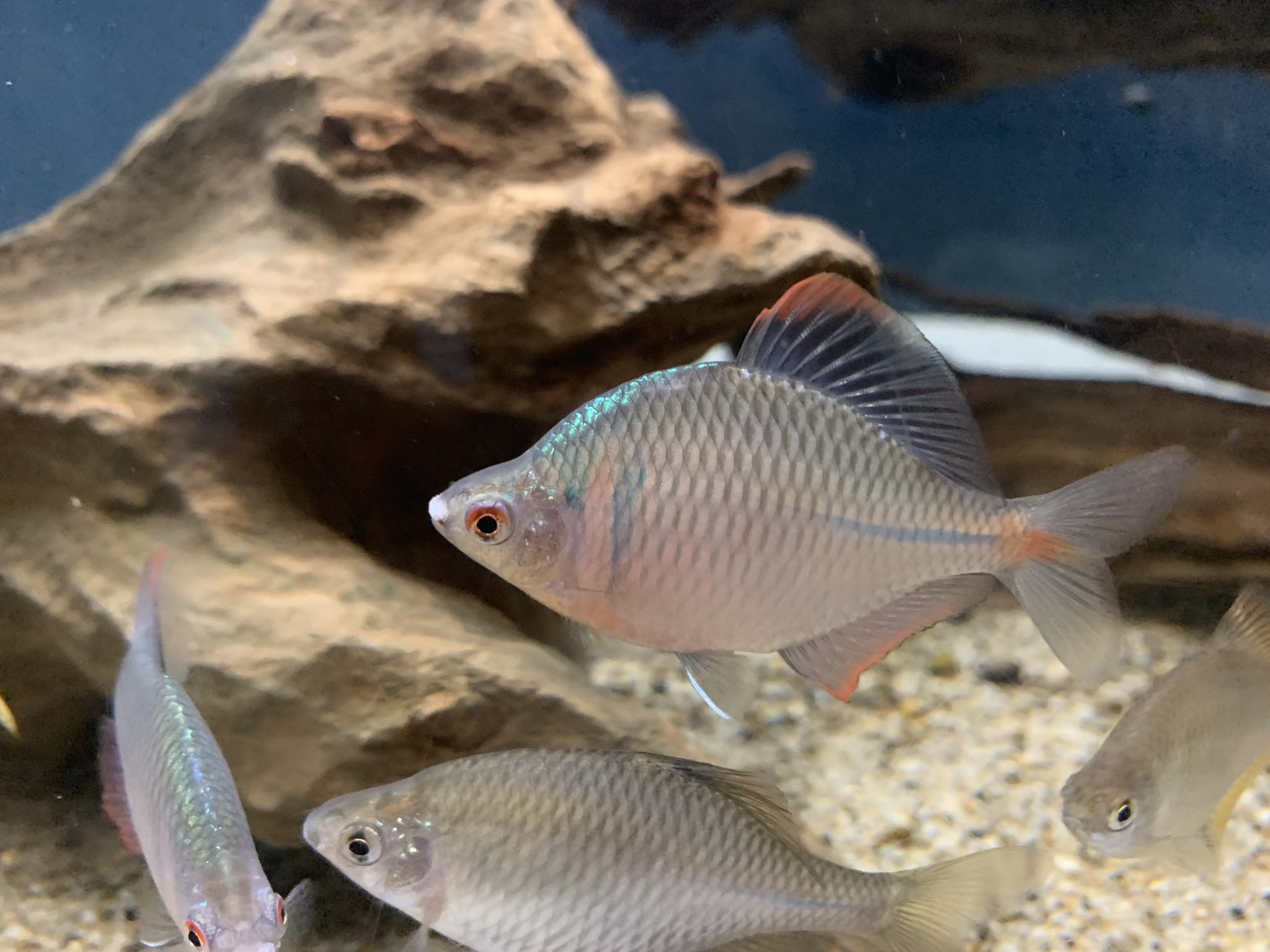 和歌山県立自然博物館 外来種であるタイリクバラタナゴ 水槽で飼育している分にはとても丈夫で美しい魚ですが 在来種である ニッポンバラタナゴとの交雑が各地で問題になっています 和歌山でも農業用水路や小河川などで見られ 在来のタナゴ類との競合が 和歌山県立自然博物館 外来種であるタイリクバラタナゴ 水槽で飼育している分にはとても丈夫で美しい魚ですが 在来種である ニッポンバラタナゴとの交雑が各地で問題になっています 和歌山でも農業用水路や小河川などで見られ 在来のタナゴ類との競合が