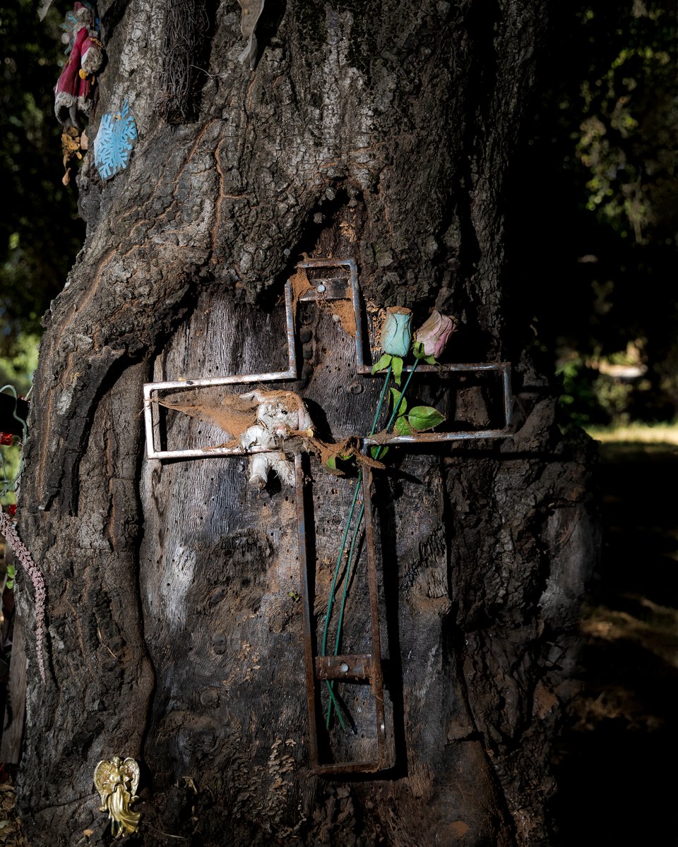 ian_rua's tweet photo. roadside memorial, valley center, california
#valleycenter #photography #PhotoOfTheDay #artphotography #fineartphotography #roadsidememorial #memorial https://t.co/uaJNOD0csr