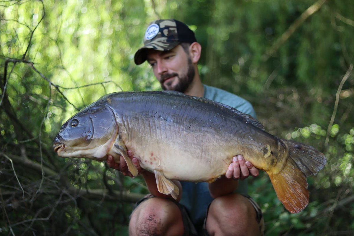 incrediblebaits's tweet image. Another chunk for Paul which was his 4th of a hectic morning for weighing 28lb. Trap bottom bait over a spread of trap was all it took. 

#incrediblebaits #carp #carpfishing #fishing #carpy #carplife #karpfen #catchandrelease #fish #angling #carpangler #nature #carpangling
