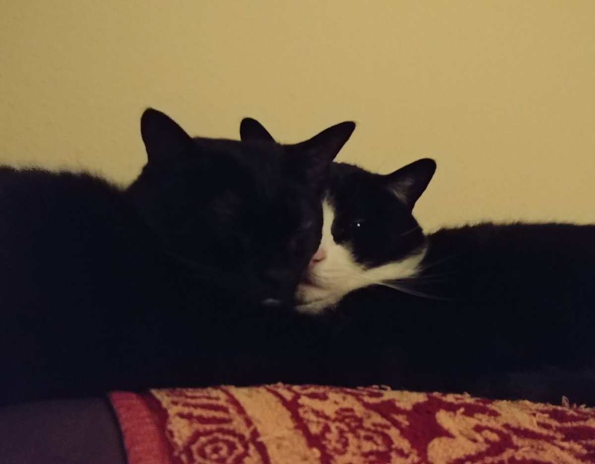 SiriCerasi's tweet photo. Some adorable to break up your timeline #BabyBeep #MamaCat https://t.co/NpAuRP0gkG