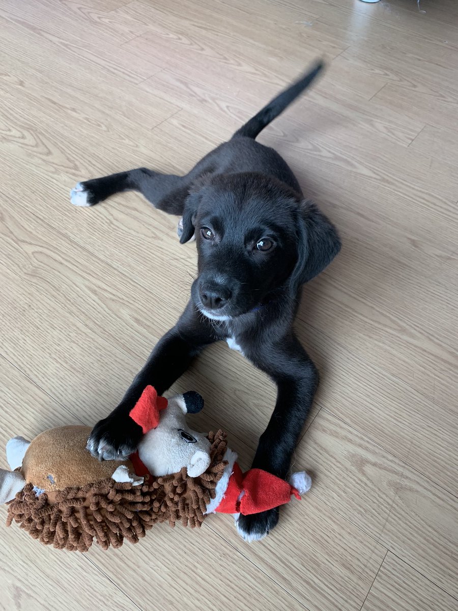 He is my very first foster🐾 Rt if you think abandoned animals are precious and we all have to protect them 🙏