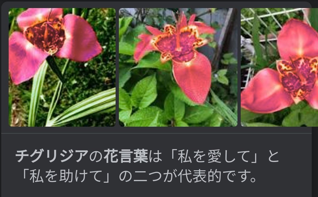 Dj和丸 たいへん今更ですが チグリジアの花言葉を知ってしまい 今日は終わりです 大変眠い