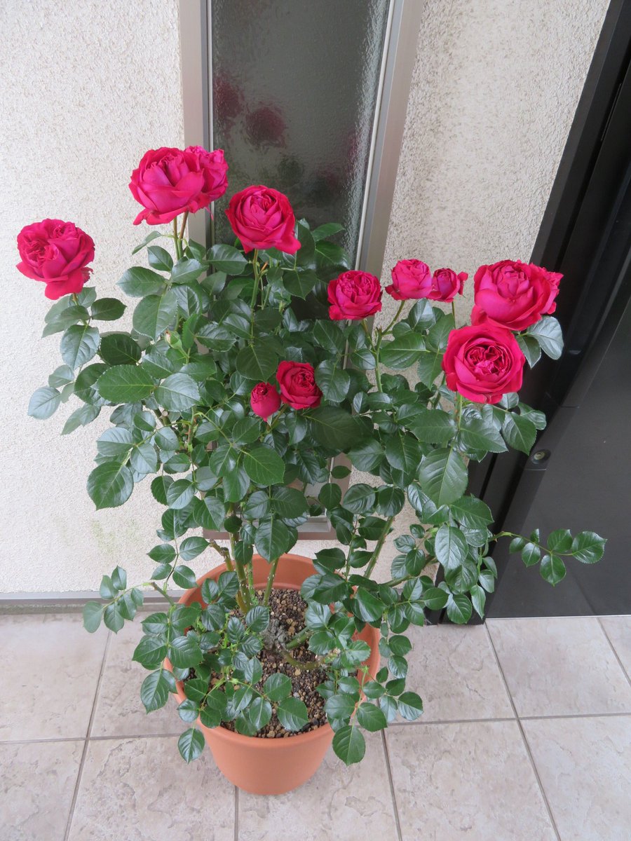 紫香 しかお バラ イングリッドバーグマン ピンクっぽく見えるかもですが 赤いバラです 挿し木からの苗も成長して花が咲きました ガーデニング バラ イングリッドバーグマン 殿堂入りのバラ T Co Kpcebrkius Twitter