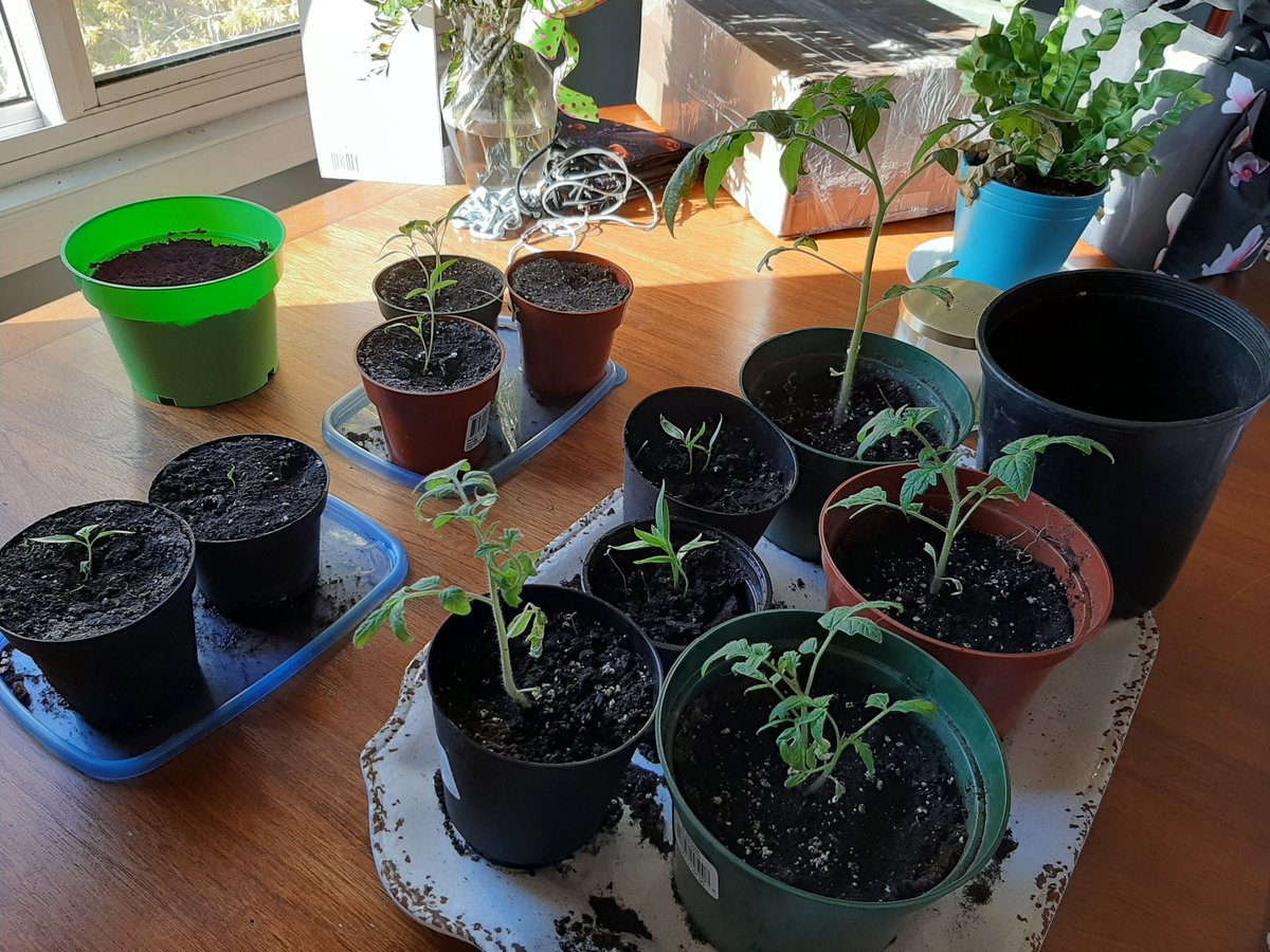 L1L1TH13's tweet photo. A few of our plants we planted as seeds came up! Its a bit harded then it looks! #garden #veggiegarden #tomatoes #peppers https://t.co/gTsybBwRIZ