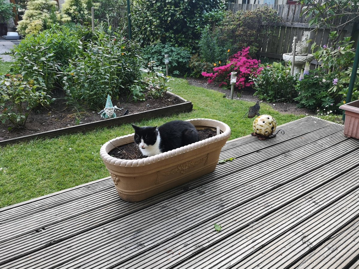 Clipie's tweet photo. @JudithRalston Morning, nice weather for growing cats 😻😻☕☕ https://t.co/mxRmo5jGbm