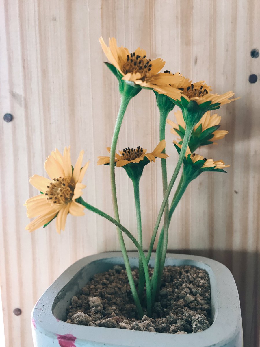 oorawon's tweet photo. 🌼 https://t.co/dOisI1788q