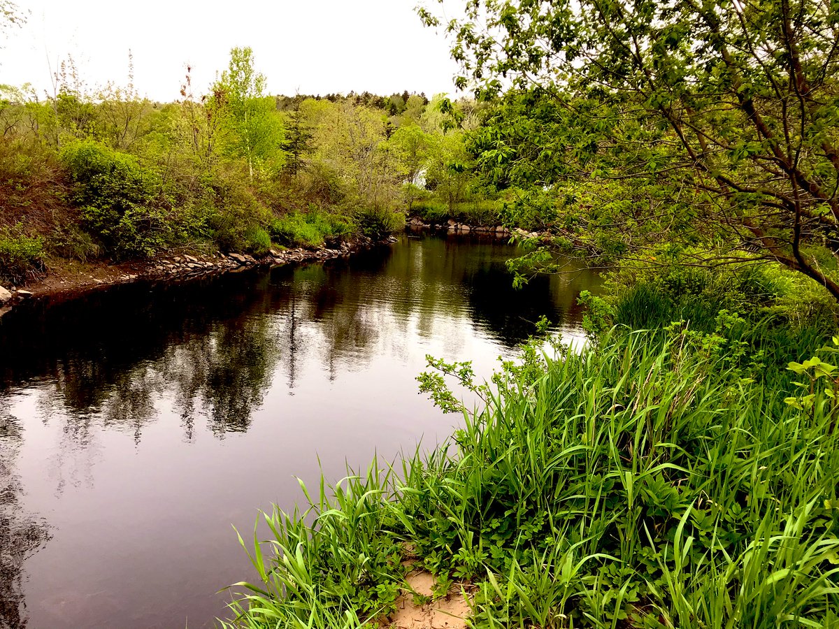 FKParsons's tweet photo. I have to say, I think 13C and cloudy is my favorite temperature to run/walk in—and feeling very fortunate to have the lovely Sackville River so close to home. (Also, you know you bought good shoes when you forget you’re even wearing any.) #BabySteps #Back2Running https://t.co/6x8EldBogV