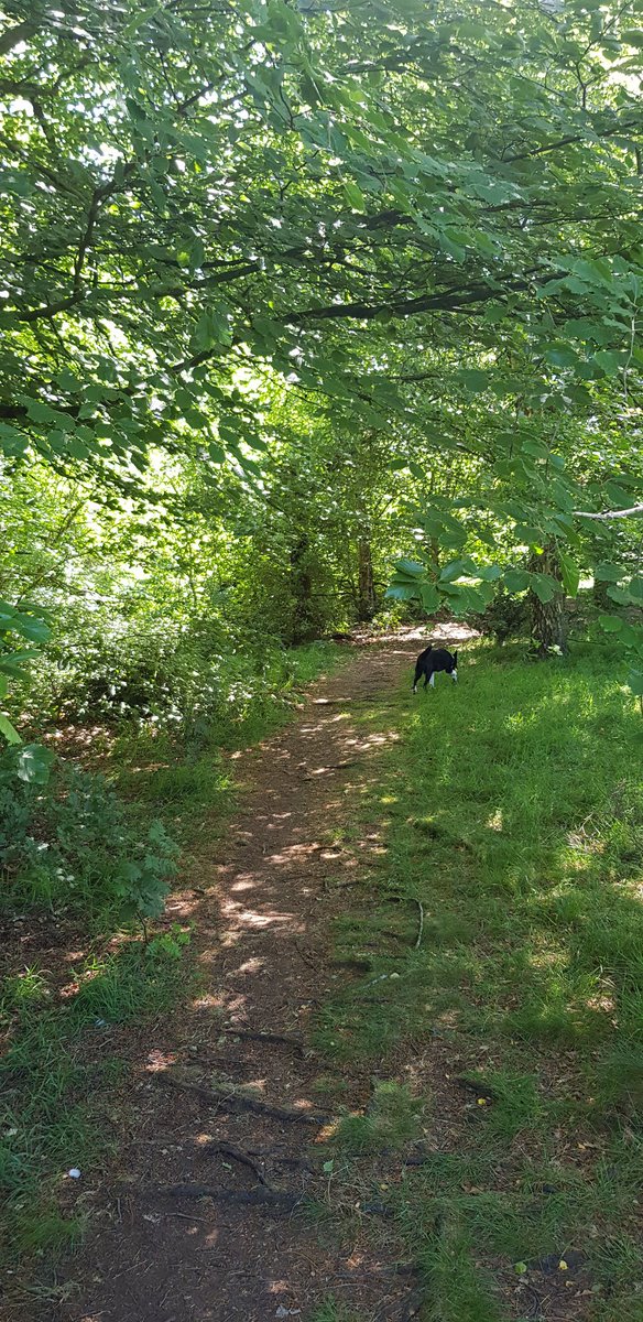 Kindof boring for everyone I guess and I'm a mediocre photographer. But I kindof like posting pictures of my walks through the woods as it keeps a nice log fit me in this thread