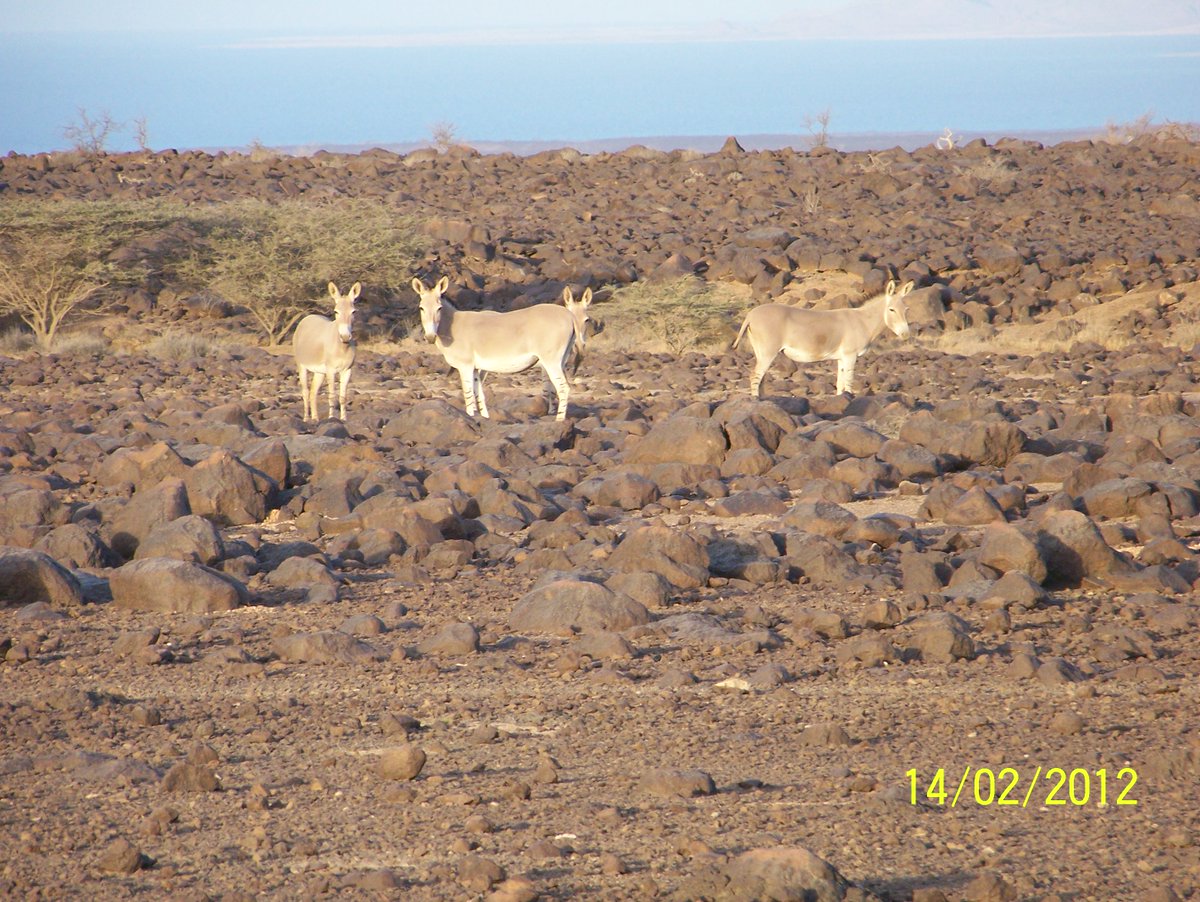 Donald Boström | Projects | Eritrea, image size:1200x902