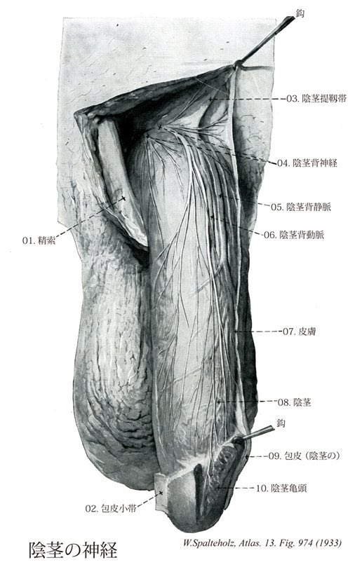 Penectomy Lover 05 陰茎背静脈 切ると陰茎折症になる と T Co Fjo5msag5d Twitter Penectomy Lover 05 陰茎背静脈 切ると陰茎折症になる と T Co Fjo5msag5d Twitter