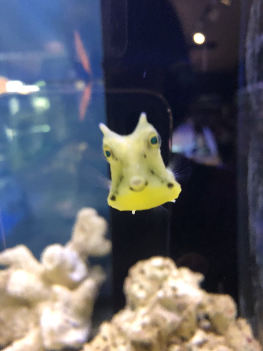 マッドマン川崎大師店 マッドマン川崎大師店です アクアリュウム 熱帯魚 金魚 メダカ 海水魚 マッドマン川崎大師店 マッドマン川崎大師店です アクアリュウム 熱帯魚 金魚 メダカ 海水魚
