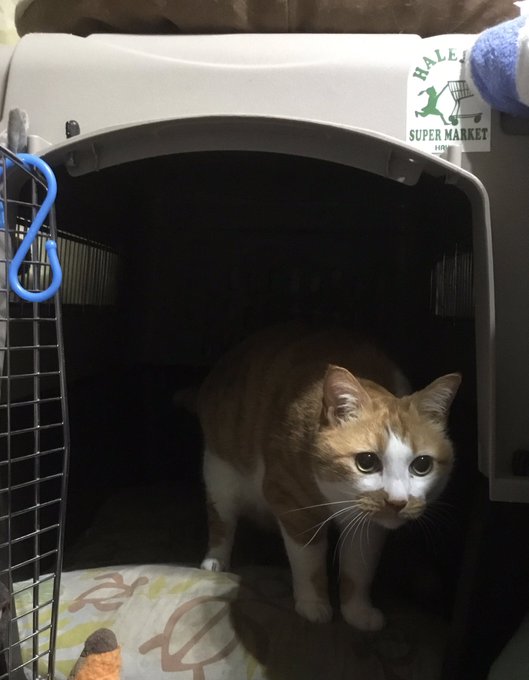 エミーさん の最近のツイート 4 Whotwi グラフィカルtwitter分析