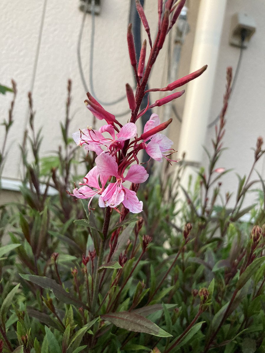 rabi_rain's tweet photo. 花壇の様子を見てきた
ガウラ勢いあるーーー https://t.co/ebkbnGpjmU