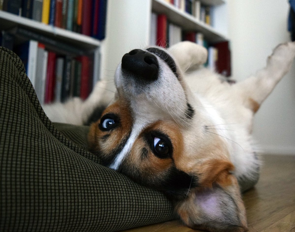 Norman the Corgi tweet media