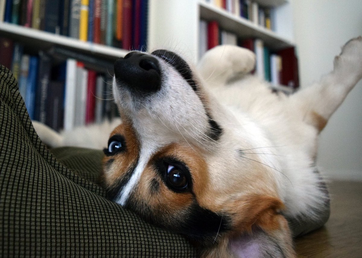 Norman the Corgi tweet media