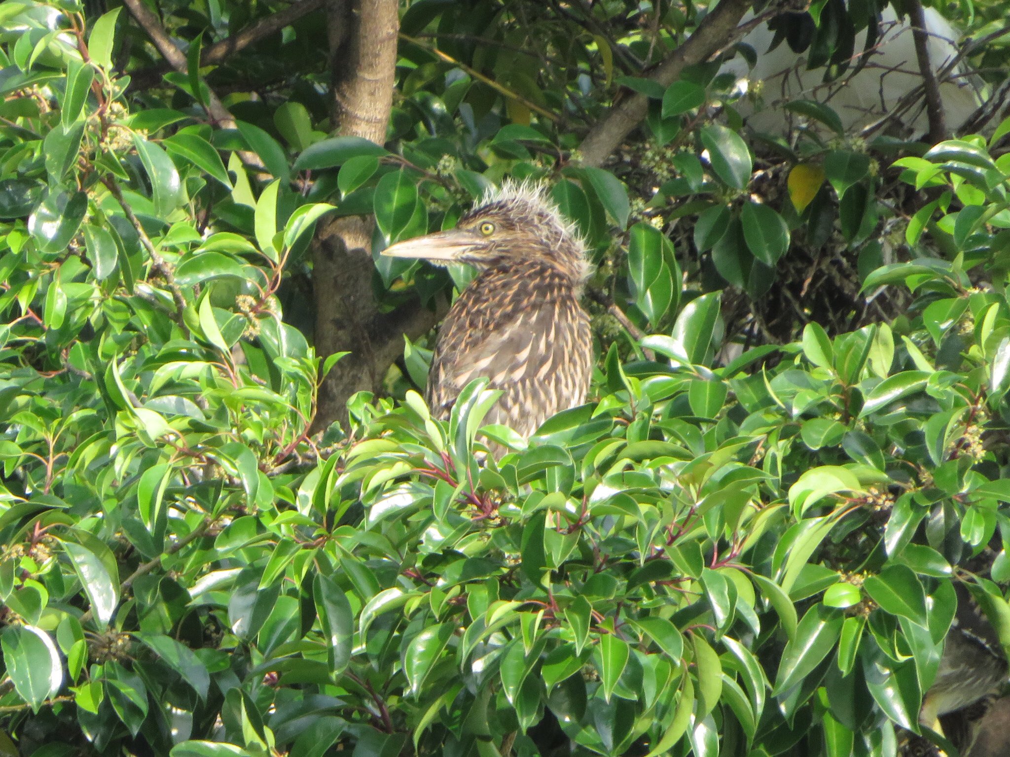 Yukiko 本日の治水緑地 野鳥 全く何の鳥かお名前が分かりません 撮れませんでしたが今日はカワセミが目の前を飛んで行きました 寝屋川市 野鳥 T Co Zobwhmrlbi Twitter