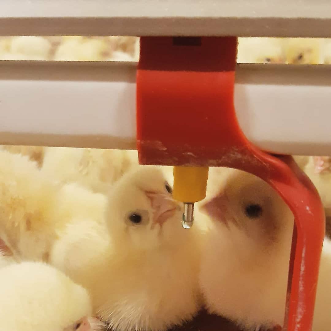 90% crop fills just 3 hours after placement 😀 with the help of card next to the drinkers
#redtractor #broilerfarming #farminguk #chicken #feedthenation #justfarmersuk #chicks #chickensoftwitter #poultry #ilovechicken #farming #broiler #broilerchickens #chickenfarm