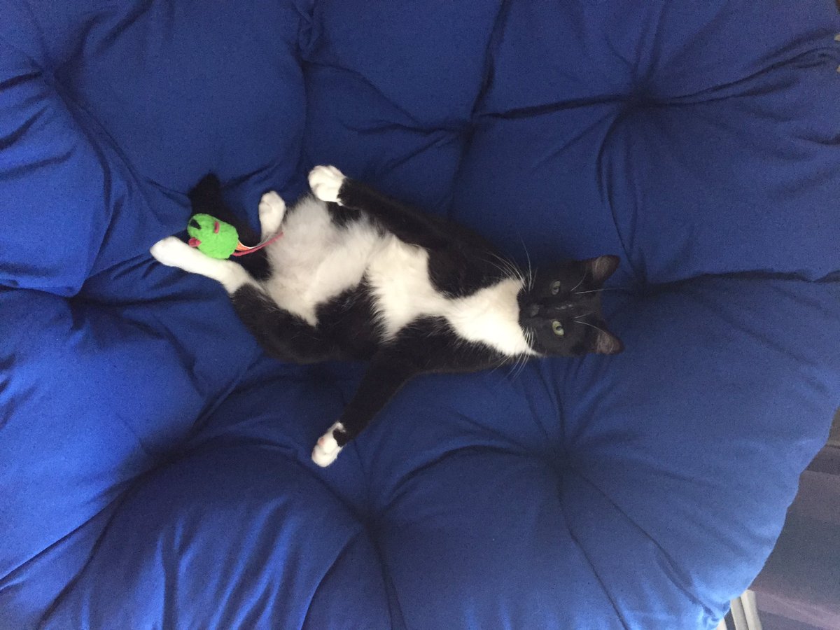 Happy Caturday from Hilton!