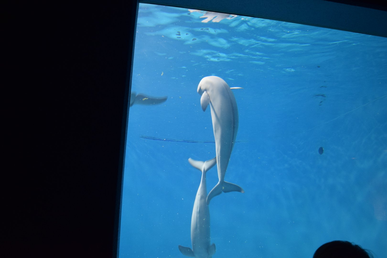 岡山野球少年 宮島水族館のスナメリ シロイルカとはちょっと違う スナメリは温かいところで色は灰色 シロイルカは寒いところで色はシロ T Co Hja5vvqtrb Twitter