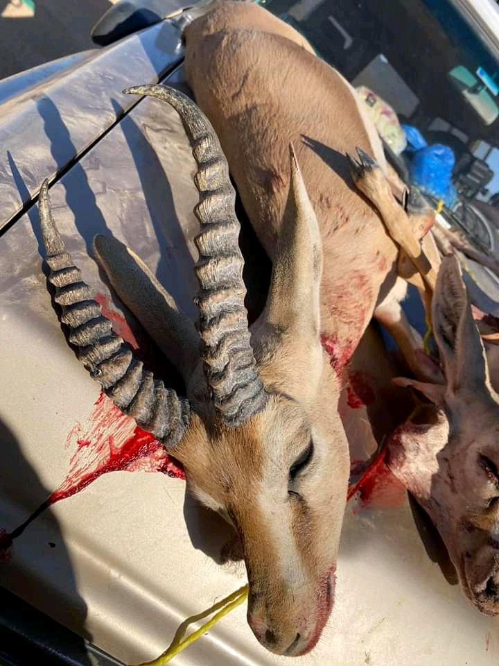 مقناص بادية مطروح - الصحراء الغربية
صايدين وفايدين ياربعي الصناقره

صيد اليوم ..