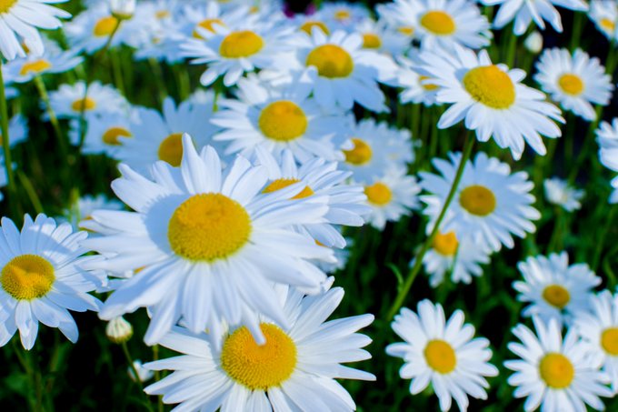 庭の花に癒されるのtwitterイラスト検索結果