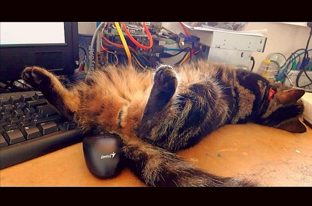 suitcasetrains's tweet image. Happy #caturday welcome to my #office #homeworker 😅😅
suitcasetrains.com
