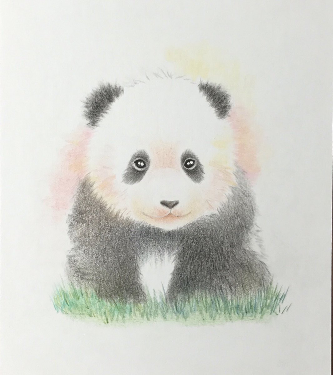 Twitter 上的 咲 パンダさん描きます ベビーゆいひん ピンクは いっぱい舐めてお世話してくれたママの愛情の色 黄色は 元気いっぱいなゆいちゃんの希望の色 結浜 Yuihin Giantpanda Panda 大熊猫 Panda パンダ 動物画 イラスト 色鉛筆画