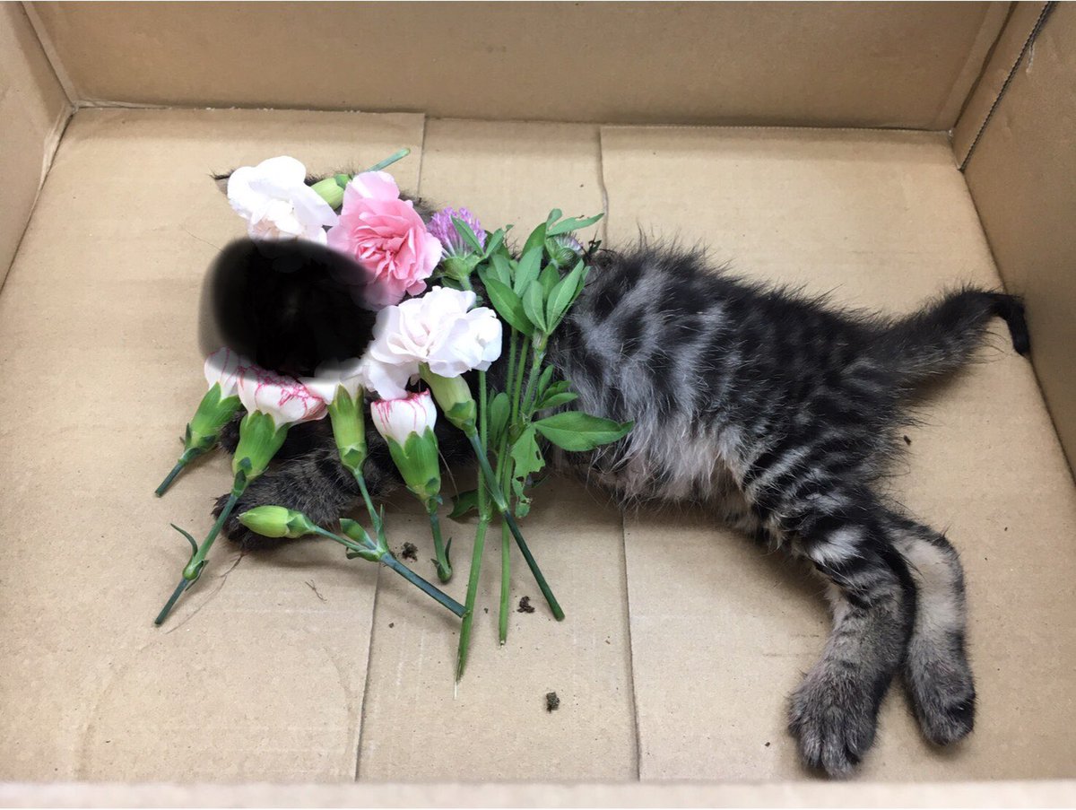 いけまま No Twitter 施設の側で 朝亡骸で見つかった子猫 夕方その側で見つけた子猫 子猫などいるはずのない場所で誰が何をしたんだ ポチたま会 茨城県 取手市 捨て猫 亡骸 子猫 トラ猫 いけまま No Twitter 施設の側で 朝亡骸で見つかった子猫 夕方その側で見つけた子猫 子猫などいるはずのない場所で誰が何をしたんだ ポチたま会 茨城県 取手市 捨て猫 亡骸 子猫 トラ猫