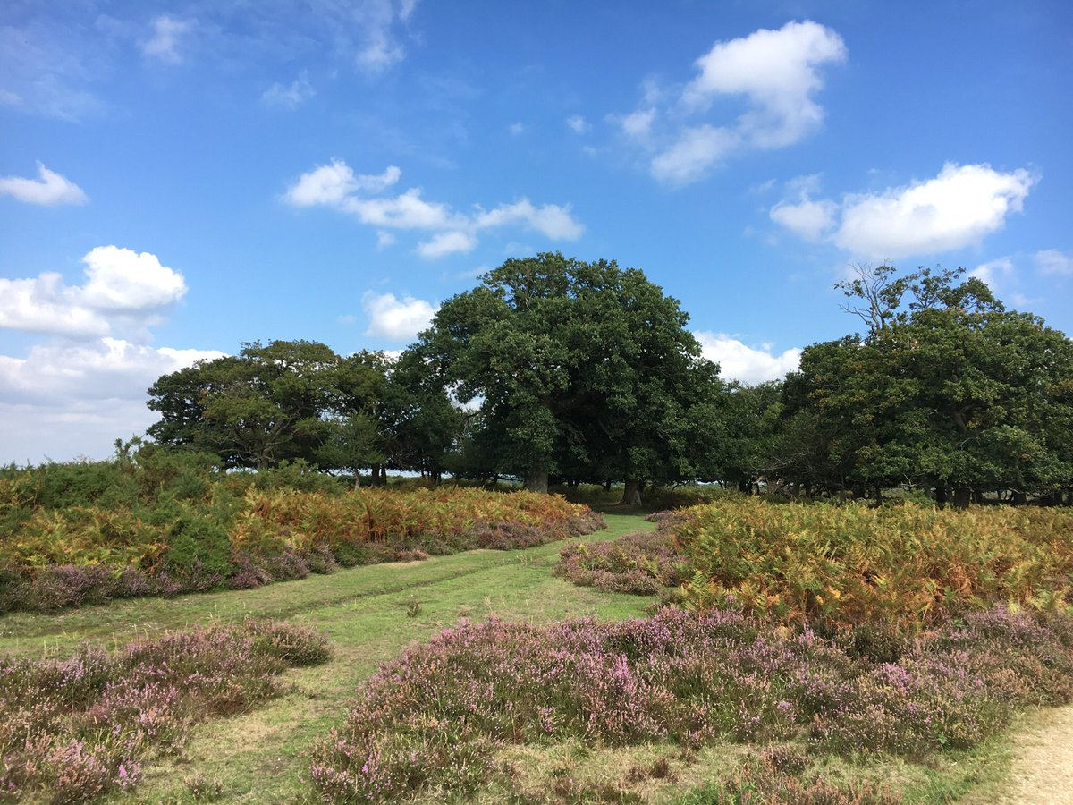 New Forest NT (@nt_newforest) on Twitter photo Please enjoy the New Forest responsibly this weekend. BBQ’s are not allowed due to the high fire risk. If car parks are full please don’t park on the verge - it’s a protected and important habitat - and a pony’s lunch! <a href="/EngNewForest/">The New Forest - Forestry England</a> <a href="/RealNewForest/">New Forest CDA</a> <a href="/NewForestNPA/">New Forest NPA</a> Please enjoy the New Forest responsibly this weekend. BBQ’s are not allowed due to the high fire risk. If car parks are full please don’t park on the verge - it’s a protected and important habitat - and a pony’s lunch! <a href="/EngNewForest/">The New Forest - Forestry England</a> <a href="/RealNewForest/">New Forest CDA</a> <a href="/NewForestNPA/">New Forest NPA</a>