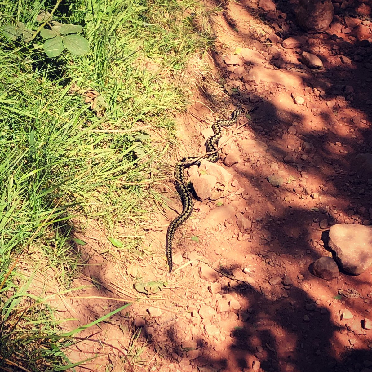 NicolaMerrett's tweet photo. I saw a beautiful adder on the Mendips last weekend @BBCSpringwatch @MendipHillsAONB https://t.co/nMeqMYwdeN