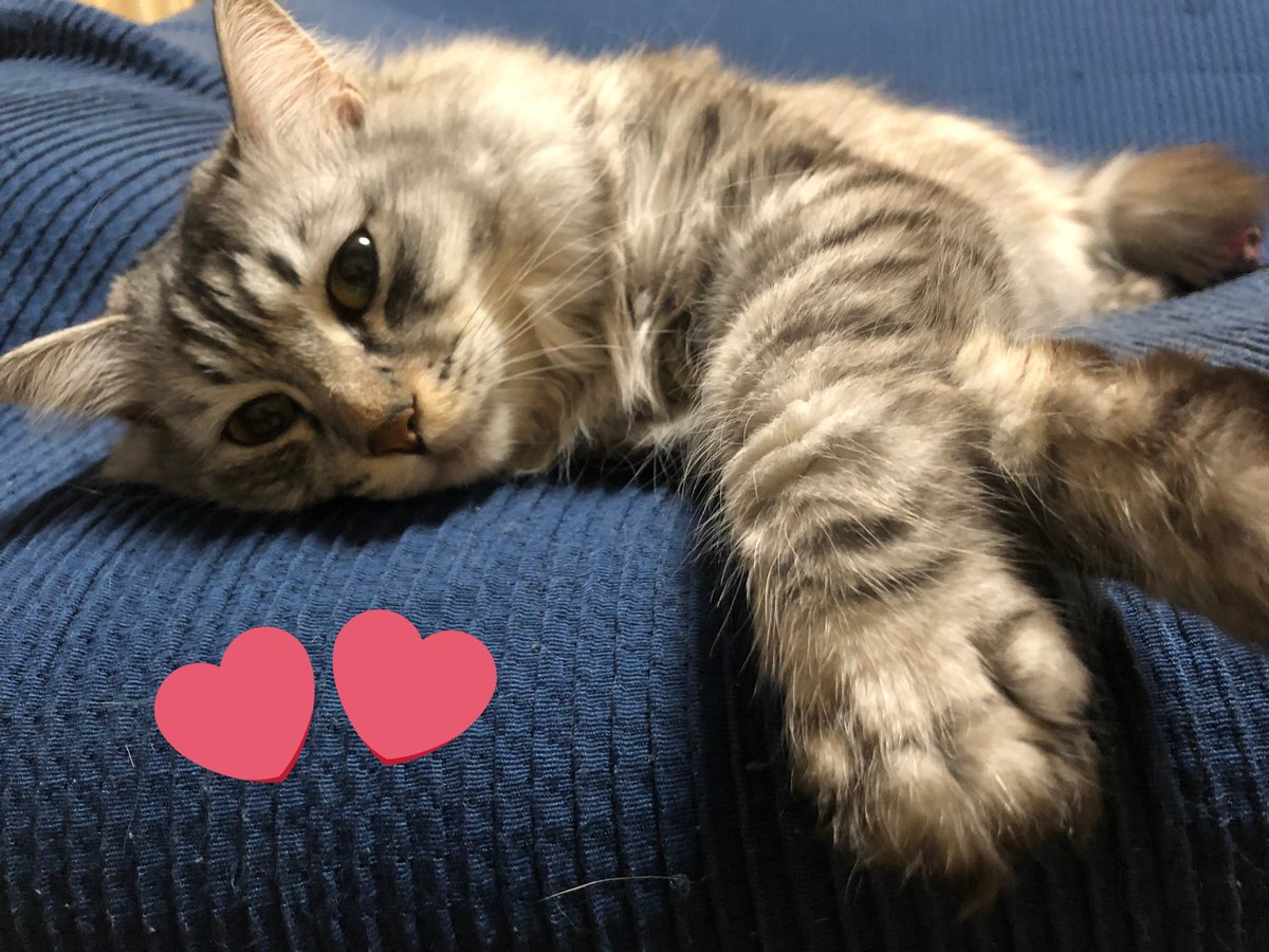 木村良平 最高のスタジオだった 犬 猫 天使 T Co Ssppl02pbc Twitter