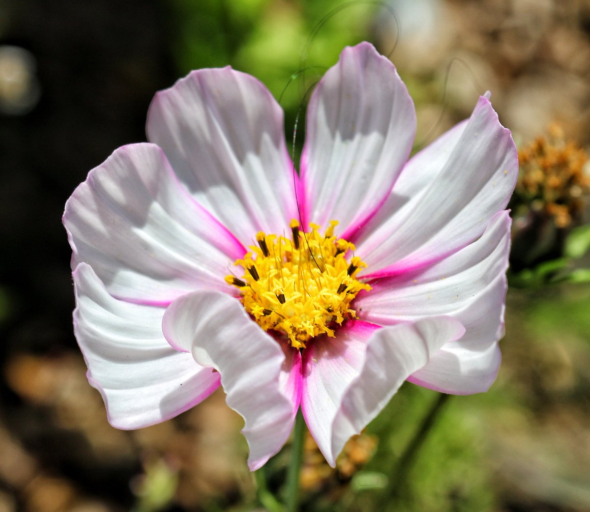 LFTR_Nuclear's tweet photo. The garden is starting to look lovely with all this nice weather 🌼

#flowerphotography #flowers #naturelover #garden #gardening #outdoor #naturephotography https://t.co/HPScJpHzmS