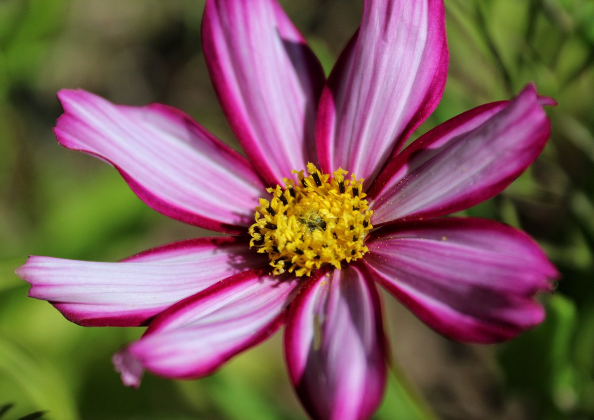 LFTR_Nuclear's tweet photo. The garden is starting to look lovely with all this nice weather 🌼

#flowerphotography #flowers #naturelover #garden #gardening #outdoor #naturephotography https://t.co/HPScJpHzmS