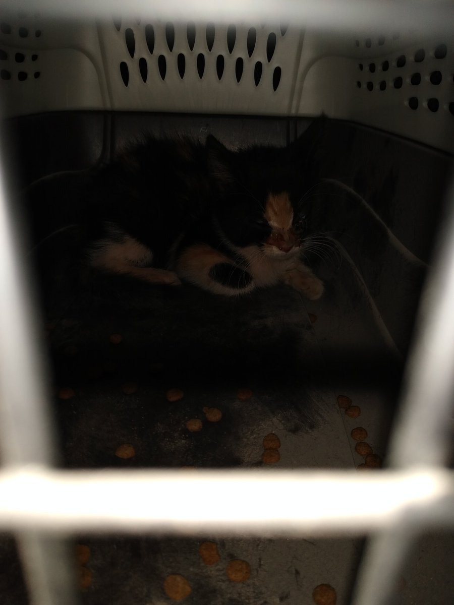 UrJaY1's tweet photo. The night took an interesting turn got home from work and spent the next two hours trying to rescue a kitten. Finally pulled him out of the engine bay of a Saturn. Everybody meet Ion https://t.co/roFE0aBGVB